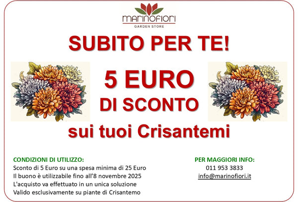 Coupon Crisantemi